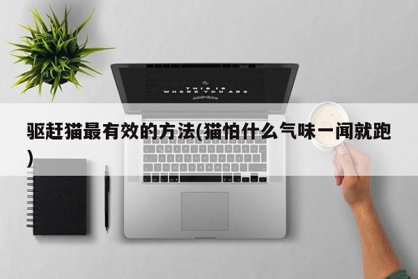 驱赶猫最有效的方法(猫怕什么气味一闻就跑)